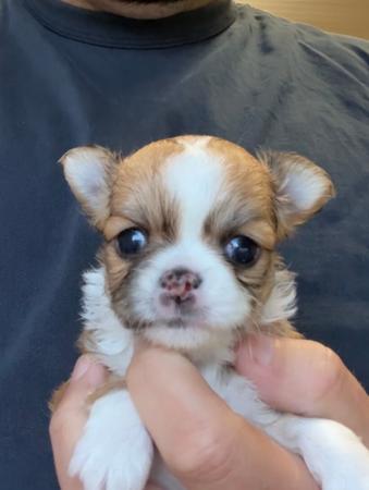 Click to view more details