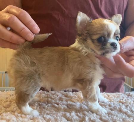 Click to view more details