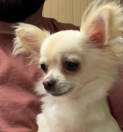 Chihuahua (Long Coat) puppy for sale by ADRAHIL