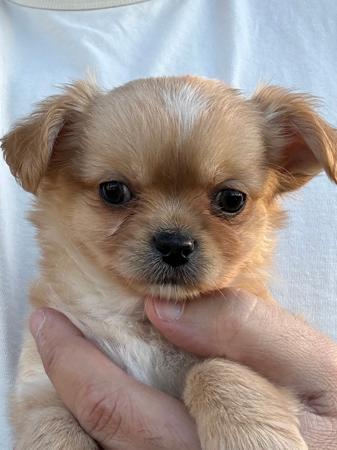 Chihuahua (Long Coat) puppy for sale by ADRAHIL