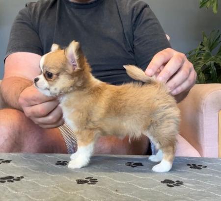 Chihuahua (Long Coat) for sale by ADRAHIL