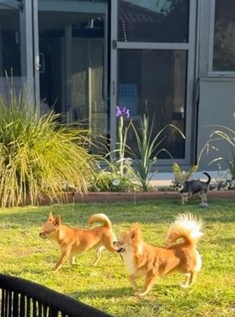 Chihuahua (Long Coat) for sale by ADRAHIL