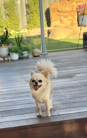 Chihuahua (Long Coat) for sale by ADRAHIL
