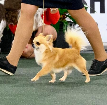 Chihuahua (Long Coat) for sale by ADRAHIL