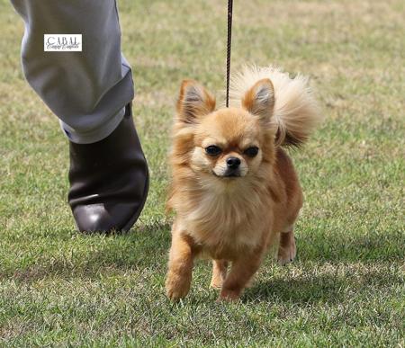 Chihuahua (Long Coat) for sale by ADRAHIL