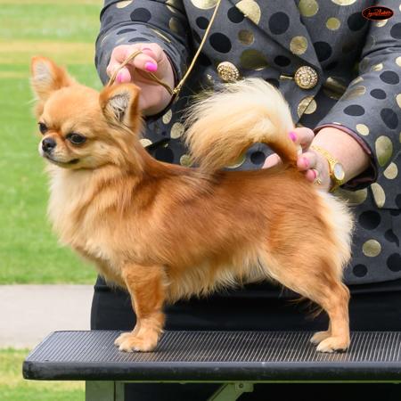 Chihuahua (Long Coat) for sale by ADRAHIL