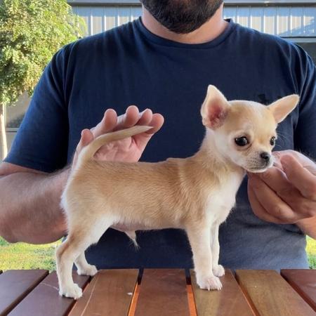 Chihuahua (Smooth Coat) for sale by ADRAHIL