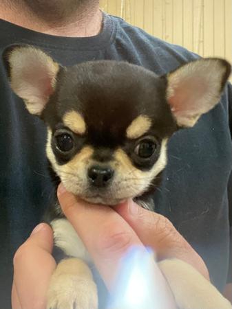 Chihuahua (Smooth Coat) for sale by ADRAHIL