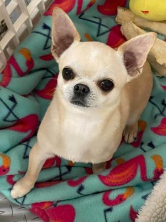 Chihuahua (Smooth Coat) for sale by ADRAHIL