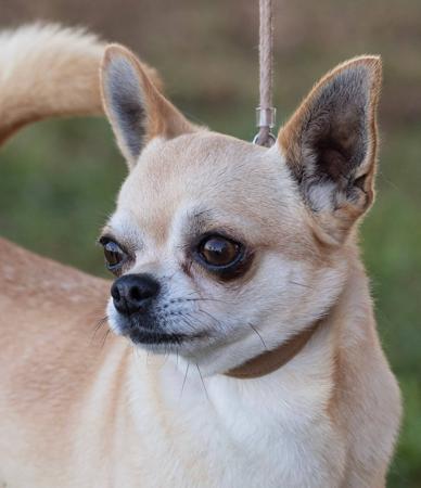Chihuahua (Smooth Coat) for sale by ADRAHIL
