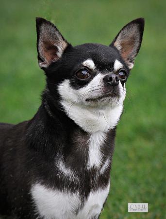 Chihuahua (Smooth Coat) for sale by ADRAHIL