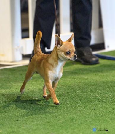 Chihuahua (Smooth Coat) for sale by ADRAHIL