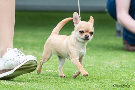 Chihuahua (Smooth Coat) for sale by ADRAHIL