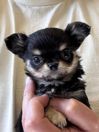 Chihuahua (Long Coat) puppy for sale by ADRAHIL