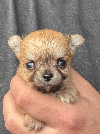 Chihuahua (Long Coat) puppy for sale by ADRAHIL