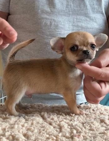 Chihuahua (Smooth Coat) puppy for sale by ADRAHIL