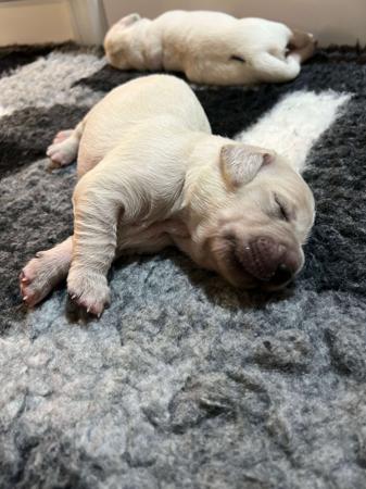 Golden Retriever for sale by NALANGEL