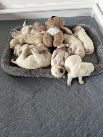 Golden Retriever for sale by NALANGEL