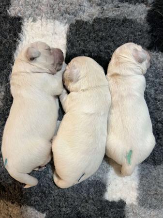 Golden Retriever for sale by NALANGEL