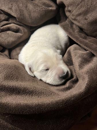 Golden Retriever for sale by NALANGEL