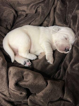 Golden Retriever for sale by NALANGEL