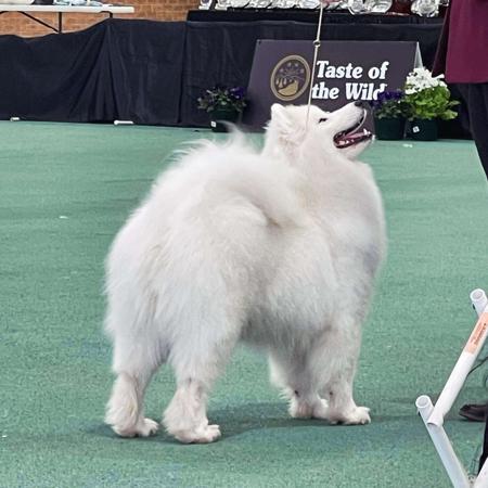 Samoyed for sale by SNOCOZY