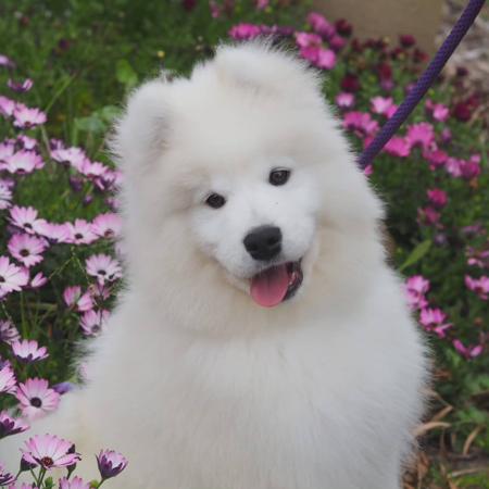 Samoyed for sale by SNOCOZY