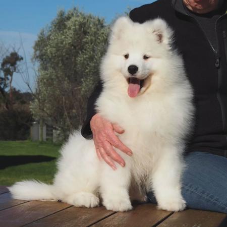 Samoyed for sale by SNOCOZY