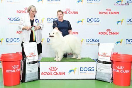 Samoyed for sale by SNOCOZY