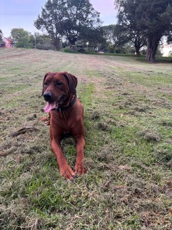 Rhodesian Ridgeback puppy for sale by RIDGYLUNGILE