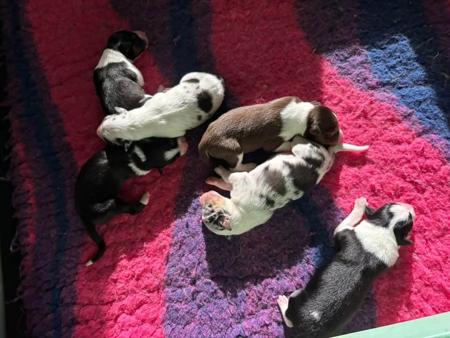 Border Collie puppy for sale by DUNWURKN