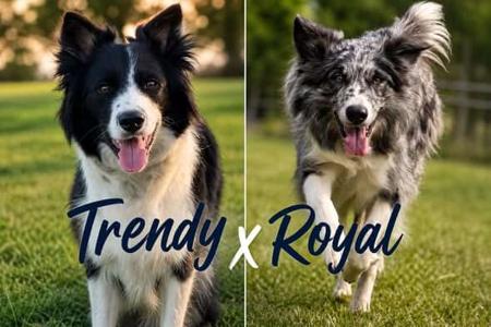 Border Collie puppy for sale by DUNWURKN