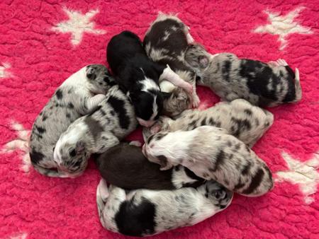Border Collie puppy for sale by DUNWURKN