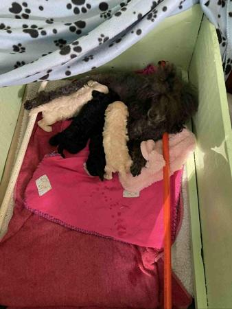Poodle (Miniature) puppy for sale by BIENAIME