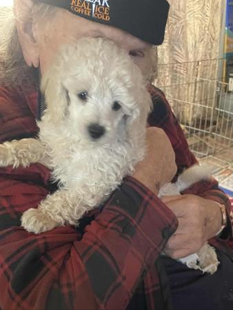 Poodle (Miniature) puppy for sale by BIENAIME