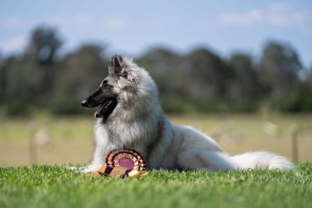Belgian Shepherd Dog (Tervueren) for sale by BELJEKALI