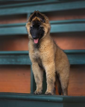 Belgian Shepherd Dog (Tervueren) for sale by BELJEKALI