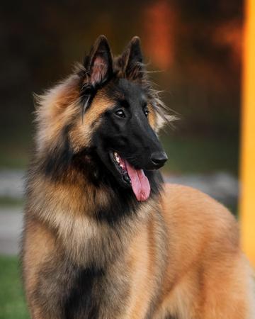 Belgian Shepherd Dog (Tervueren) for sale by BELJEKALI