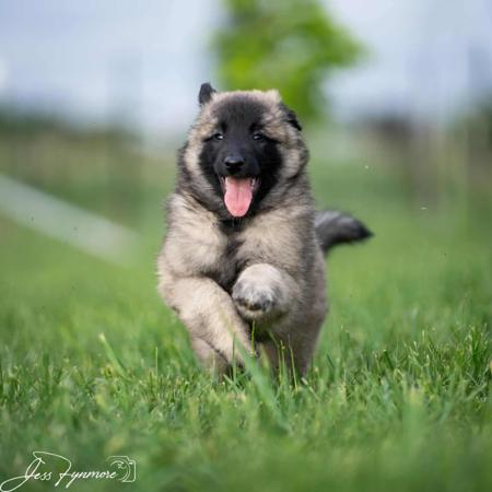 Belgian Shepherd Dog (Tervueren) for sale by BELJEKALI