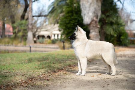 Belgian Shepherd Dog (Tervueren) for sale by BELJEKALI