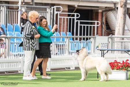 Belgian Shepherd Dog (Tervueren) for sale by BELJEKALI