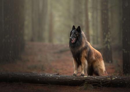 Belgian Shepherd Dog (Tervueren) for sale by BELJEKALI