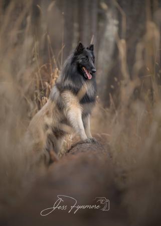 Belgian Shepherd Dog (Tervueren) for sale by BELJEKALI