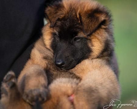 Belgian Shepherd Dog (Tervueren) for sale by BELJEKALI