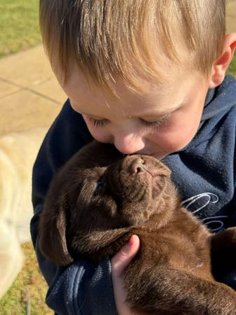 Labrador Retriever for sale by LOUMAYALABS