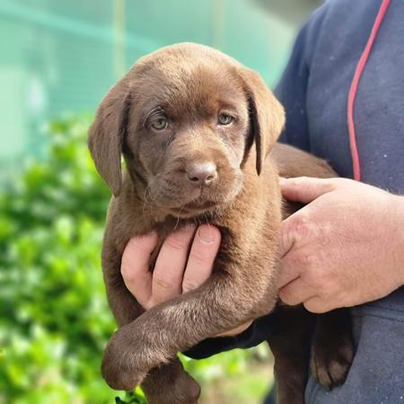 Labrador Retriever for sale by LOUMAYALABS