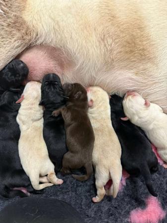 Labrador Retriever for sale by LOUMAYALABS