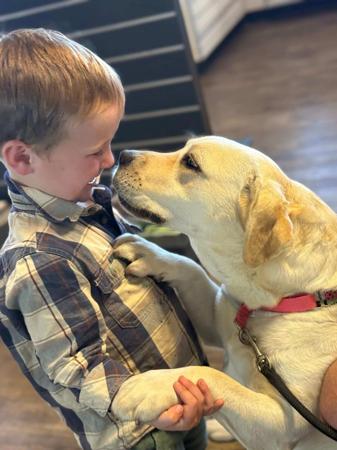 Labrador Retriever for sale by LOUMAYALABS
