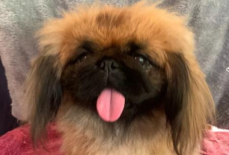 Pekingese puppy for sale by WEILIEN