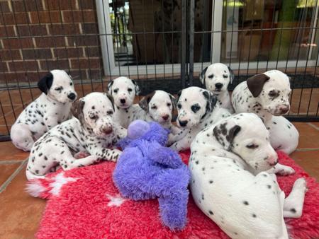 Dalmatian puppy for sale by VAREWELL